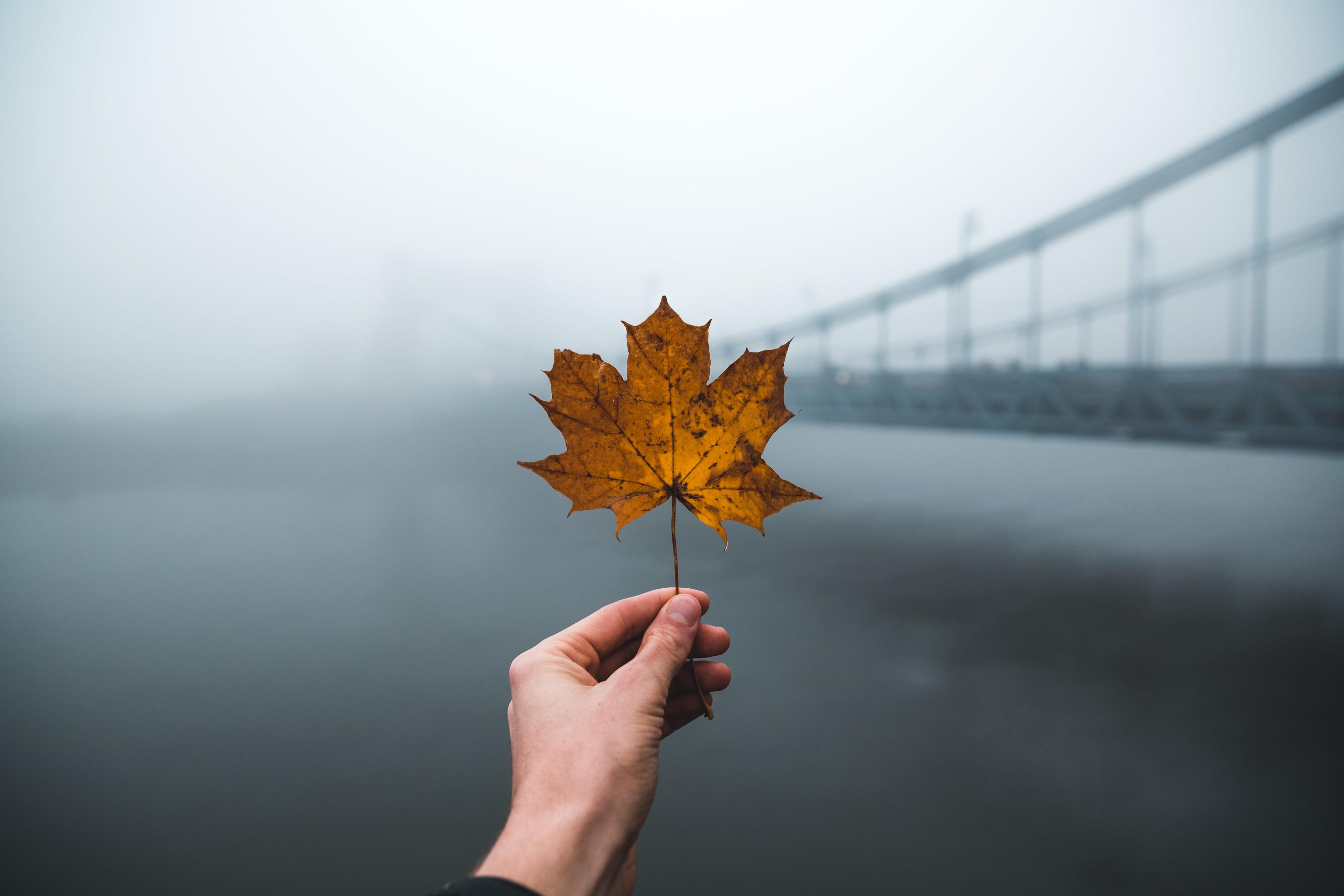 Image for Navigating Through the FOG